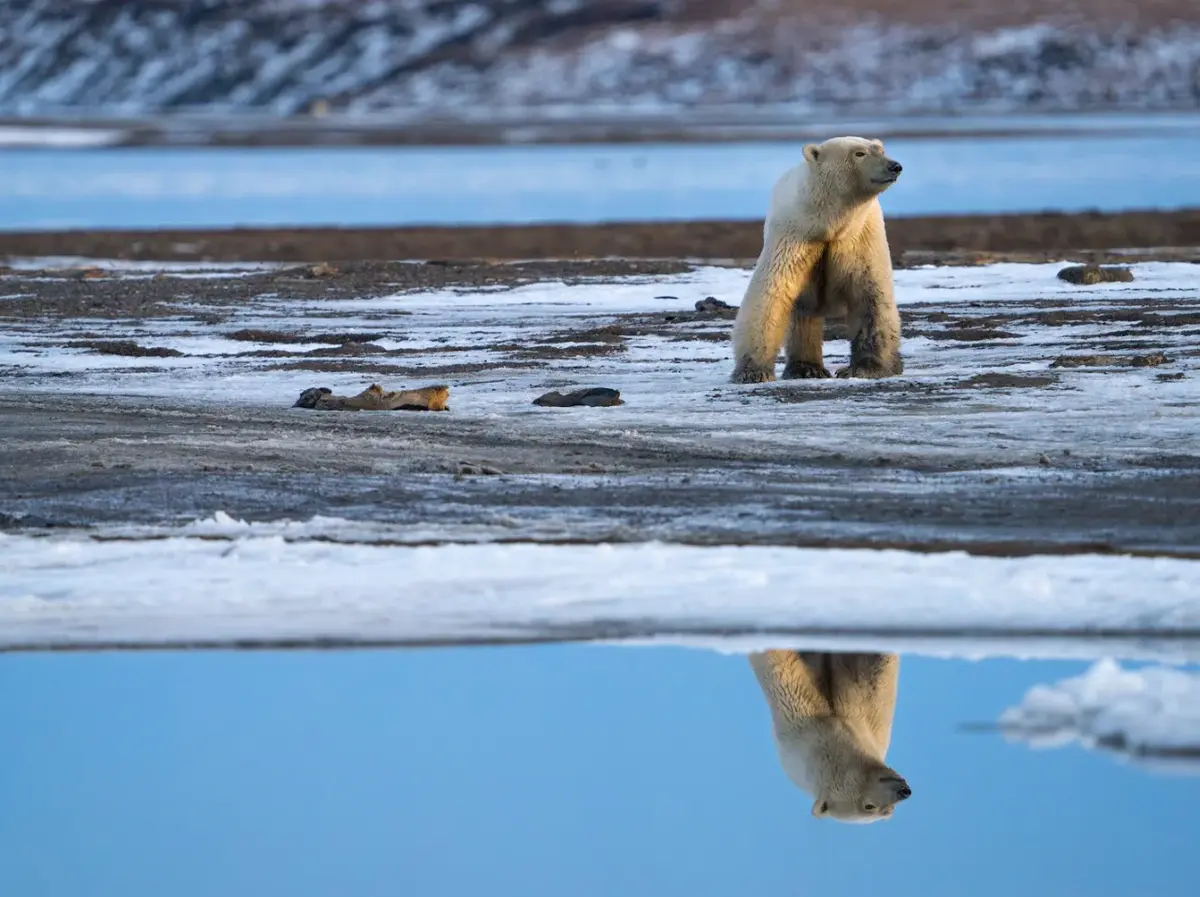 Arctic screenshot