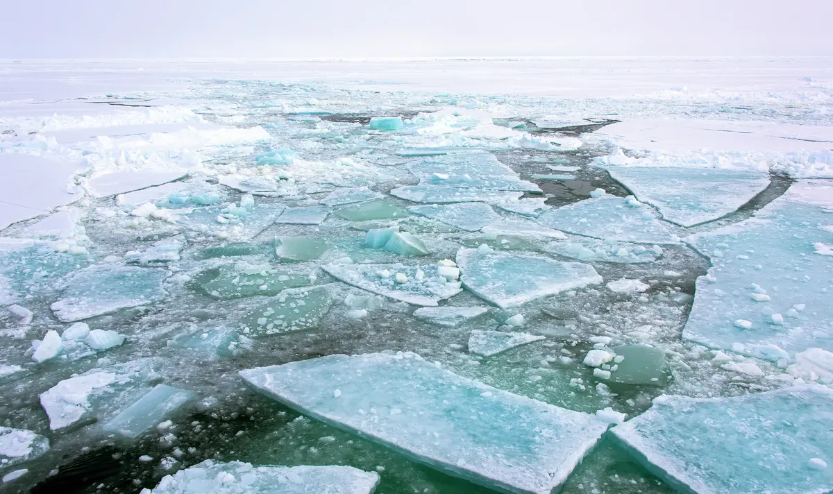 Arctic screenshot